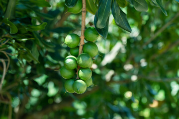 Raw of Macadamia integrifolia or Macadamia nut hanging on plant