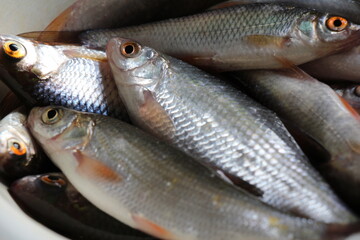 fresh fish on ice