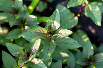 Close up of black peppermint on top views
