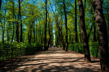 Fototapeta premium Gardens and parks of St. Petersburg on a summer sunny day.
