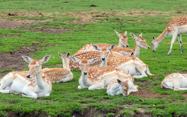Persian Fallow deer or Dama Dama Mesopotamica Deer in Hamilton Safari, Ontario, Canada

