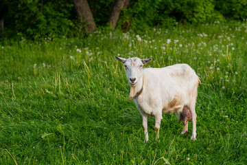 White domestic goat in the farm. Goat standing among green grass. Sunny spring day.