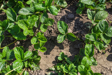 Green strawberry Plant Grow Background.
