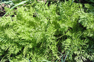 Green background from leaves of vegetables