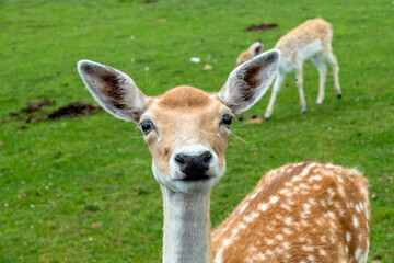 Persian Fallow deer or Dama Dama Mesopotamica Deer in Hamilton Safari, Ontario, Canada
