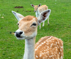 Obraz premium Persian Fallow deer or Dama Dama Mesopotamica Deer in Hamilton Safari, Ontario, Canada 