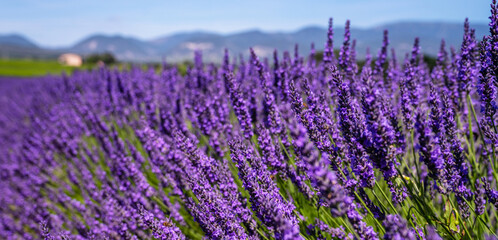 Fototapeta premium Panorama field lavender morning summer background. Shallow depth of field. Travel to France. Deep blue sky. Gorgeous view over a South France landscape. Gordes, Vaucluse, Provence, France, Europe.
