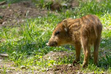 Wild boar, young boar looking for food in the woods