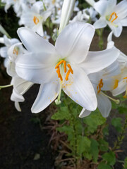 White lilium flower in the garden.