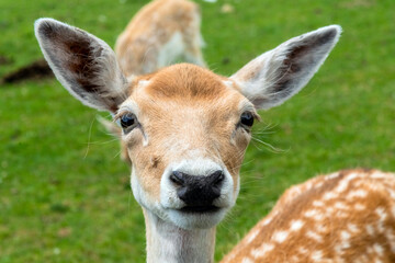 White-Tailed Deer in Hamilton Safari, Ontario, Canada