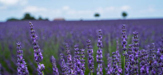 Selective focus on lavender flowers in flower field. Morning summer blur background. Spring lavender background. Flower background. Shallow depth of field. Provence, Valensole Plateau, France.