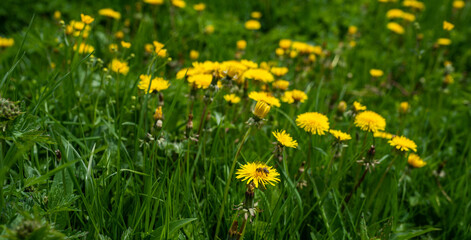 Spring little flowers, nature. Meadow flowers in the Alps with fresh green meadows in bloom on a beautiful sunny day in springtime.