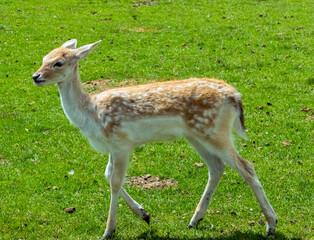 White-Tailed Deer in Hamilton Safari, Ontario, Canada