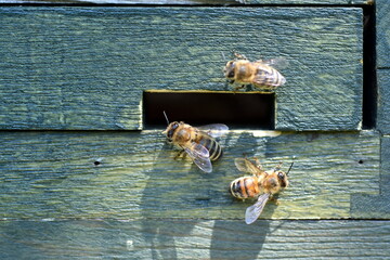 Drei Bienen an einem Bienenstock