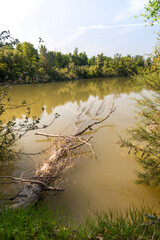 Natural landscape with pleasant reflections on the water in a landscape of the river Ebro in the rural area of Galacho del Juslibol, with trees and vegetation, in Zaragoza, region of Aragon, Spain