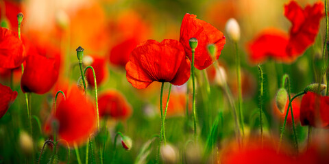 Fototapeta na wymiar Sommerblumenfeld mit roten Mohnenblumen
