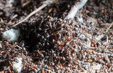big red forest ant in natural habitat