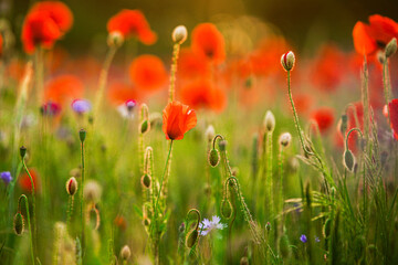 Fototapeta premium Sommerblumenfeld mit roten Mohnenblumen