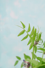 Green blooming peas, purple flowers.