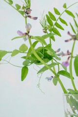 Green blooming peas, purple flowers.