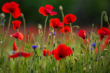Sommerblumenfeld mit roten Mohnenblumen