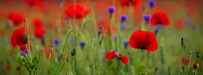 Obraz premium Sommerblumenfeld mit roten Mohnenblumen