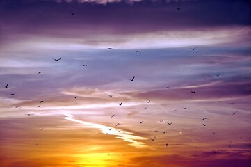 Sunrise with birds