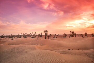 Fototapeta na wymiar desierto palmeras sahara arena dunas