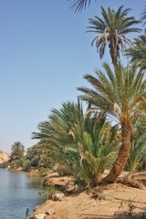 Fototapeta na wymiar oasis desierto palmeras 