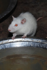 rat on a table