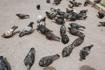 Obraz premium A lot of pigeons on the street, on the pavement eats bread and various foods. Feeding the hungry birds. Photography, concept.