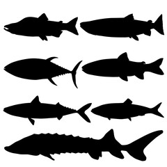 Set of sea fish. Trout, tuna, sturgeon, herring, pink salmon, mackerel, salmon. Vector image.