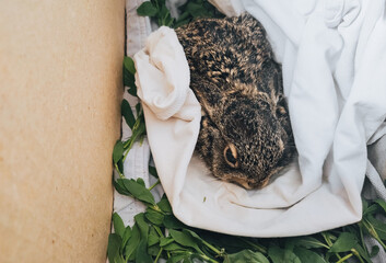 A small, scared gray hare lies in a cardboard box covered with a blanket. Photography, concept. © shchus
