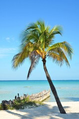 Naklejka premium palm and windbreak