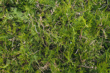 The texture of the green branches of thuja. Photography, concept.