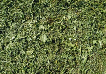 Texture of mowed, dry green grass and hay. Photography, concept.