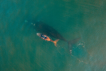 Fototapeta premium Overhead aerial view of a Southern Right Whale mom and her newborn calf off the coast of South Africa. 