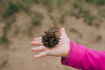 Little girl, a child in a pink sweater holds in his hand a pine cone close-up. Photography, concept.