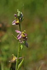 Varietät der Bienen-Ragwurz (Ophrys apifera var. bicolor).