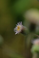 Mauer-Berufkraut (Erigeron muralis)