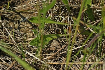 Scharfes Berufkraut .(Erigeron acris)