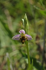 Bienen-Ragwurz (Ophrys apifera).