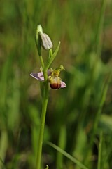 Varietät der Bienen-Ragwurz (Ophrys apifera var. bicolor)