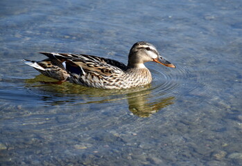 Ente spiegelt sich in einem See