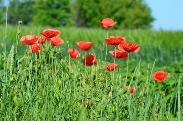Fototapeta na wymiar Close-up poppies flowers, photo of nature for banners and typography