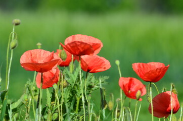 Close-up poppies flowers, photo of nature for banners and typography