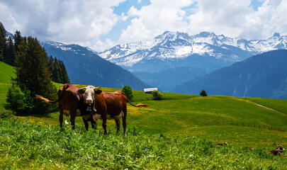 Fototapeta na wymiar Brown mountain cows grazing on an alpine pasture in the Bernese Alps in summer. Grindelwald, Switzerland. There is a green meadow in the background and some high mountains.