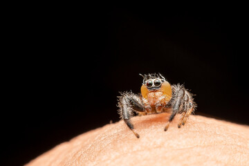 spider on a black background