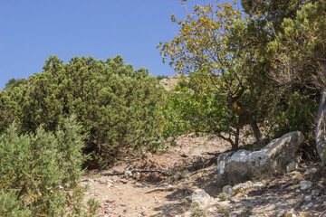 Crimean mountain forest and mountain trail at Cape Fiolent, Sevastopol, on a clear sunny day