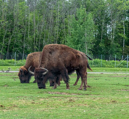 North American Bison also known as buffalo in Hamilton Safari, Ontario, Canada
